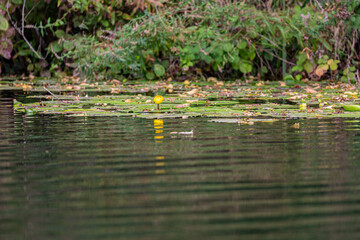 Petal of blooming water lily and leaves in Veleka river