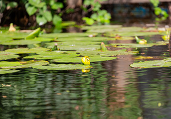 Petal of blooming water lily and leaves in Veleka river