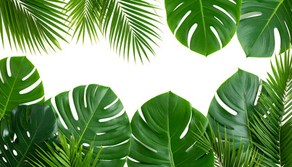 Tropical Leaves Frame with White Background. (2)