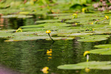Petal of blooming water lily and leaves in Veleka river
