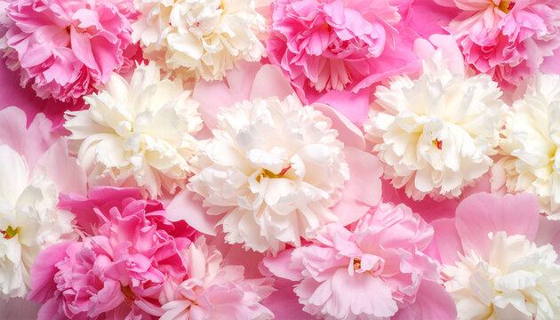 Peony Blossom Dreamscape: A vibrant collection of fresh peony blossoms, showcasing delicate petals in shades of pink and white, scattered across a soft, elegant background.