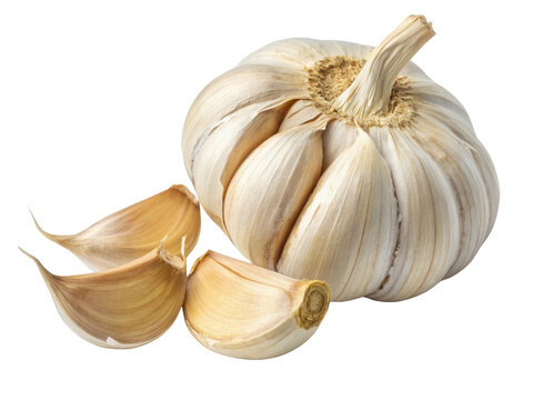 Fresh garlic bulb with cloves showcases its natural beauty and health benefits, perfect for cooking and enhancing flavors
