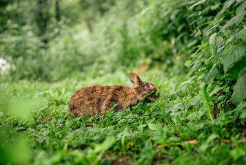 Cute brown rabbit sitting on green grass in backyard garden