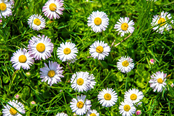 Obraz premium White small daisies blooming on grass background