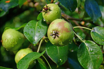 cider tree with ripe pears