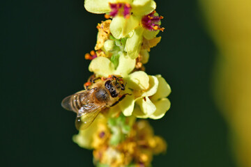 bee on flower of an black mullein