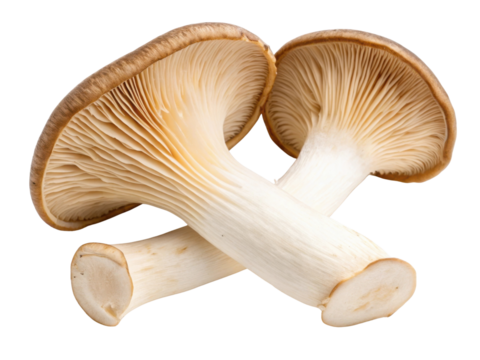 Fresh king oyster mushrooms display unique texture and flavor, perfect for culinary creations. Their robust stems and caps enhance any dish