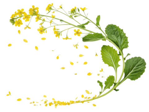 Fresh mustard greens with vibrant yellow flowers create lively display of nature beauty. delicate petals scatter gracefully, enhancing scene