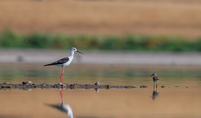 Black-winged Stilt (Himantopus himantopus) is a species that breeds in the wetlands of Diyarbakır Tigris Valley, as well as in many other wetlands.