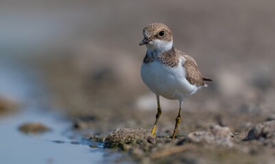 Little Ringed Plover (Charadrius dubius) is a wetland bird common in Asia, Europe and Africa.