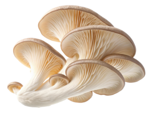 Oyster mushrooms display delicate beauty with their wavy caps and intricate gills, perfect for culinary delights and healthy dishes