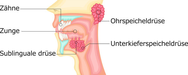 口腔　唾液腺　イラスト　ドイツ語