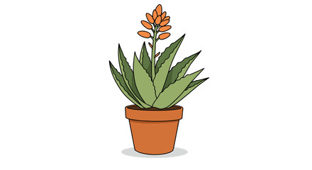 Hand drawn aloe verа in terracotta pot with blooming orange flower on