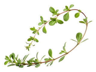Obraz premium Purslane is vibrant green herb known for its succulent leaves and health benefits, often used in salads and dishes