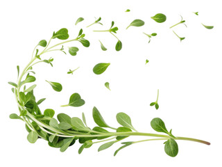 Obraz premium Fresh purslane leaves swirl gracefully in air creating vibrant display of nature beauty and freshness