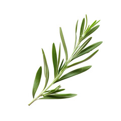 Fototapeta premium Close-up of a rosemary sprig. Bright green leaves are sharply detailed, with a slightly lighter green undertone. The stem is a darker green. Isolated against a black background