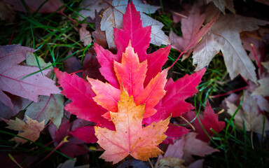 autumn leaves on the ground