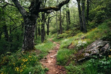 Fototapeta premium a May woodland path