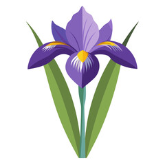 Iris flower vector illustration, purple iris flower graphic, floral design, botanical art, spring bloom art