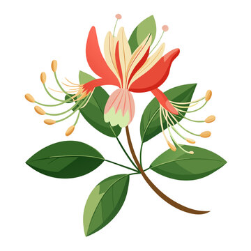 Honeysuckle flower drawing vector illustration of blooming honeysuckle flower design element art