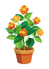 Fototapeta premium Buy lantana camara flower plant online orange and yellow blooms in pot for home garden decor
