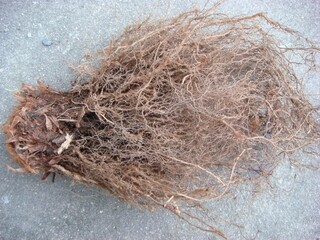 Root structure of Dryopteris crassirhizoma harvested in Korea