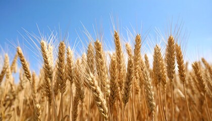 Fototapeta premium Golden wheat field under a clear sky