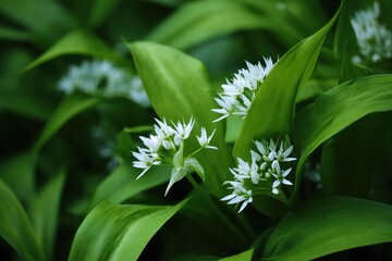 Green leaves of wild garlic Allium ursinum also called ramsons buckrams broad leaved garlic wood garlic or bear s garlic