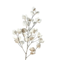 Fototapeta premium Close-up of delicate, off-white blossoms clustered on a branch