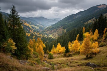 Fototapeta premium Beneath a gray sky the fall forest displays its golden colors Mountain trees wear yellow foliage while cumulus clouds form hinting at light rain