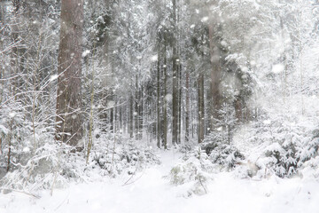 Winter landscape. Forest under the snow. Winter in the park.