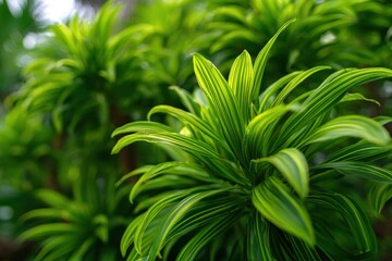 Jamaican tree with vibrant green leaves Dracaena reflexa against a natural backdrop