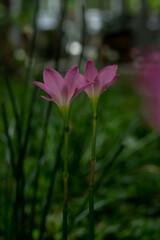 Fototapeta premium white-rain-lily-with-bokeh-background
