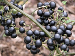 Close-up view of Solanum nigrum fruit in Korea