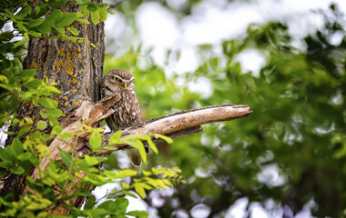 Athene noctuahe sits on a beautiful wooden fence and looks out for food.