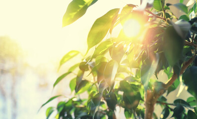 Houseplants leaves and flowers in pots by the window. transplanting plants.