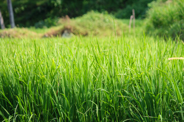 Vibrant close-up of lush green rice shoots in a paddy field, with a soft focus background, capturing the essence of agriculture and natural growth.