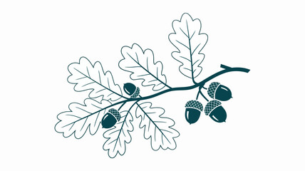 Oak Branch with Acorns Isolated on White Background Botanical Illustration for Autumn Designs and Natural Themed Projects
