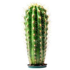 A vibrant, upright cactus with numerous, radiating spines.  Its green body tapers slightly towards the base and is positioned in a dark-colored pot