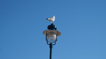 Seagull on Street Lamp Against Blue Sky