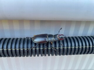 Stag beetle on textured hose close-up