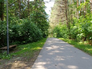 Talsa park during cloudy summer day. Oak and birch tree woodland. Cloudy day with white and gray...