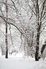 Fototapeta premium Winter landscape. Forest under the snow. Winter in the park.