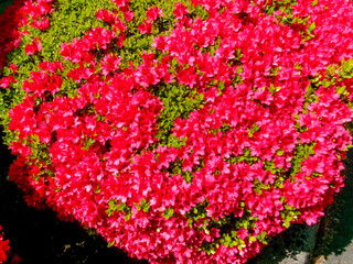 Japanese azalea
