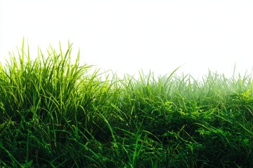 Fototapeta premium Grass texture backdrop for design decoration suitable for mockups and wallpaper