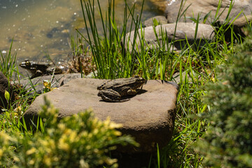 Frog sits on stone among green vegetation and moss near shallow pond, and another frog in water, harmoniously blending into environment. Blurred background. Nature concept for design