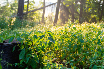 Morning dew drops on grass leaves and shoots shining in the sun light outdoors. Beautiful and peaceful nature scene. Early morning. Glowing in sun
