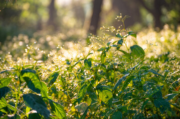 Morning dew drops on grass leaves and shoots shining in the sun light outdoors. Beautiful and peaceful nature scene. Early morning. Glowing in sun