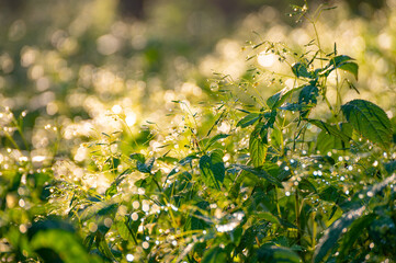 Morning dew drops on grass leaves and shoots shining in the sun light outdoors. Beautiful and peaceful nature scene. Early morning. Glowing in sun