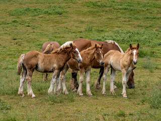Horses in semi-freedom enjoying the pasture
